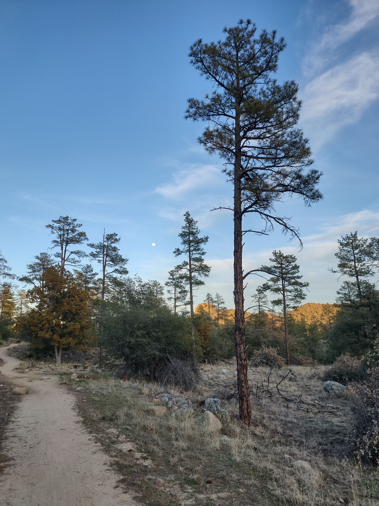 Forest path with tall pines at dusk