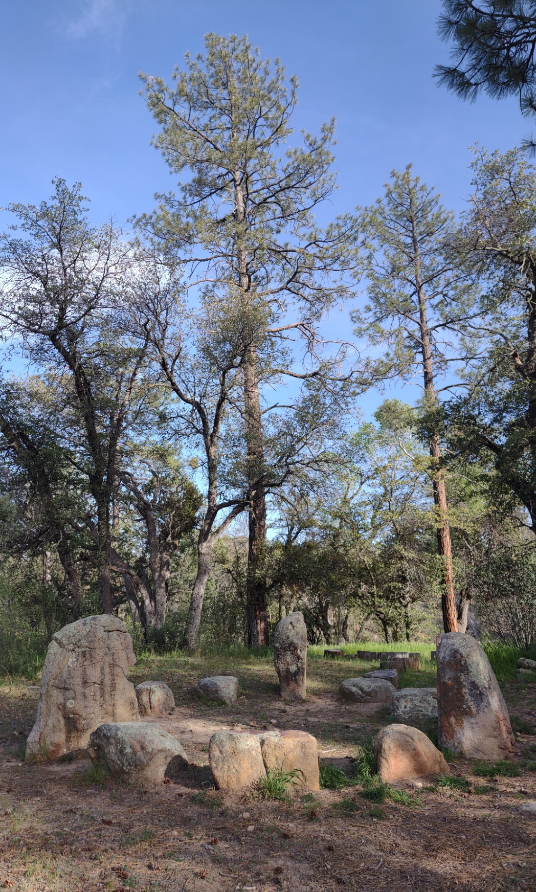 A quiet stone circle nestled among pine trees